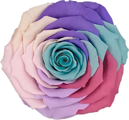 XL Preserved Roses Rainbow - Pack of 6 - BMade