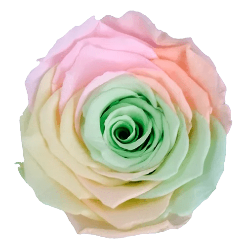 Rosas preservadas BELLA Arcoiris - Paquete de 4