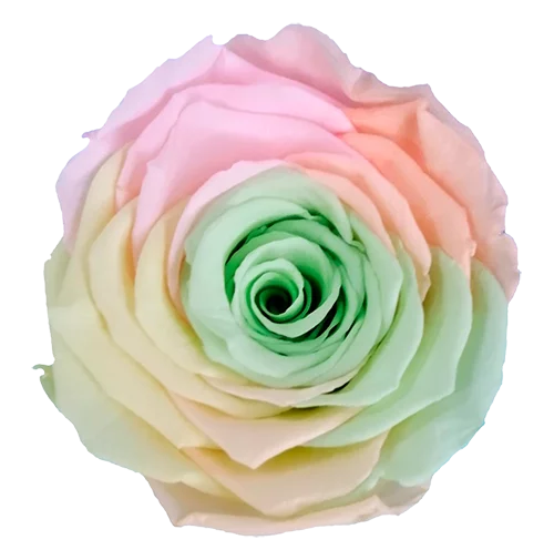 LL+ Preserved Roses Rainbow - Pack of 6