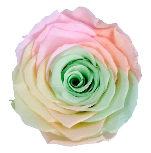 XL Preserved Roses Rainbow - Pack of 6