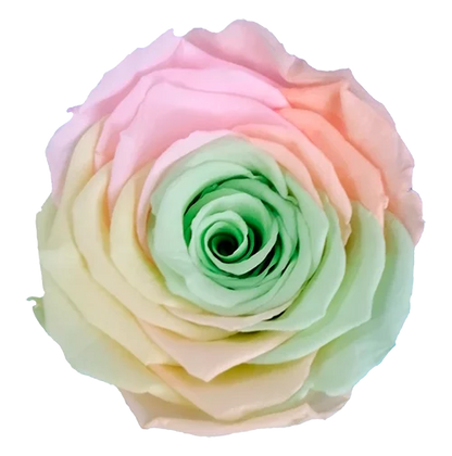 XL Preserved Roses Rainbow - Pack of 6 - BMade