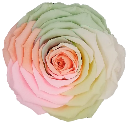 XL Preserved Roses Rainbow - Pack of 6 - BMade