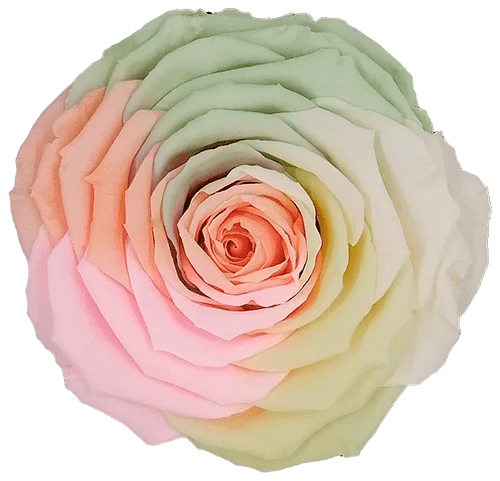 BELLA Preserved Roses Rainbow - Pack 4