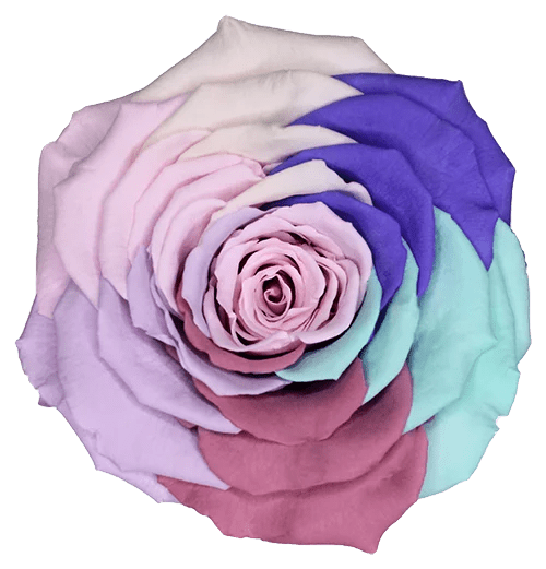 Rosas preservadas BELLA Arcoiris - Paquete de 4