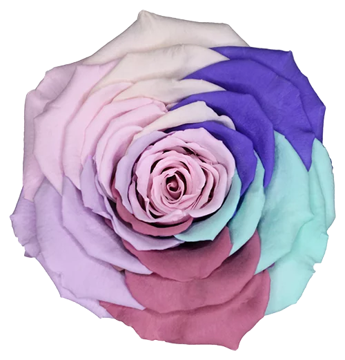 XL Preserved Roses Rainbow - Pack of 6