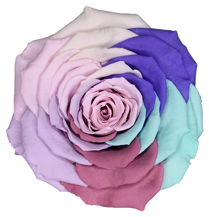 XL Preserved Roses Rainbow - Pack of 6 - BMade