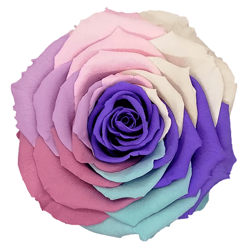 BELLA Preserved Roses Rainbow - Pack 4