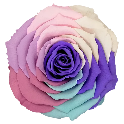 Rosas preservadas LL+ Arcoiris - Paquete de 6