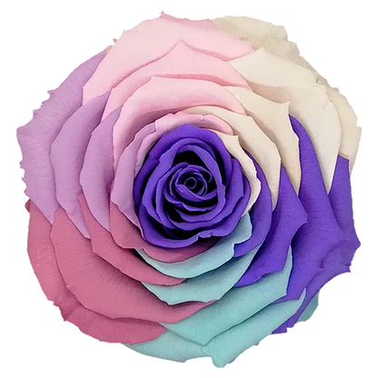 XL Preserved Roses Rainbow - Pack of 6 - BMade