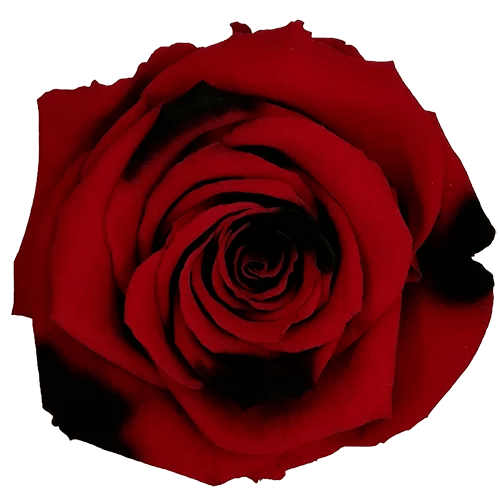 BELLA Preserved Roses Bicolors - Pack 4