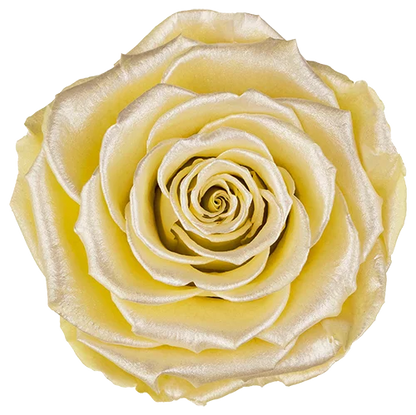 XL Preserved Roses Satin - Pack of 6 - BMade