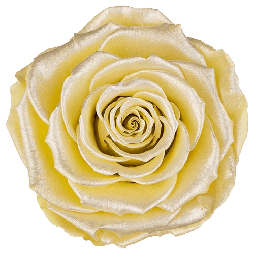 BELLA Preserved Roses Satin - Pack 4