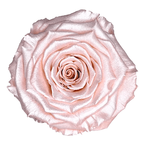 Rosas preservadas BELLA en satén - Paquete de 4