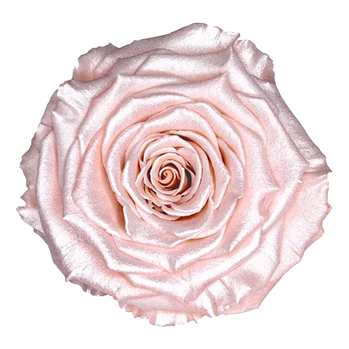 Rosas preservadas XL satinadas - Paquete de 6