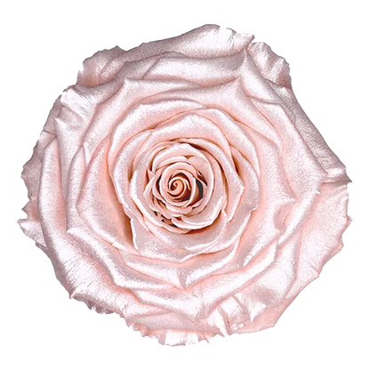 XL Preserved Roses Satin - Pack of 6 - BMade