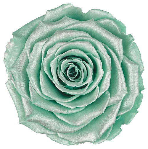 LL+ Preserved Roses Satin - Pack of 6