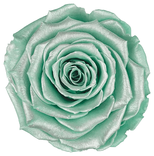 BELLA Preserved Roses Satin - Pack 4