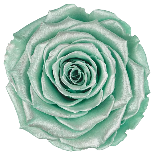 XL Preserved Roses Satin - Pack of 6