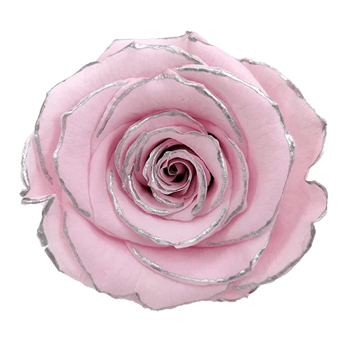 Rosas preservadas LL+ Cebra - Paquete de 6