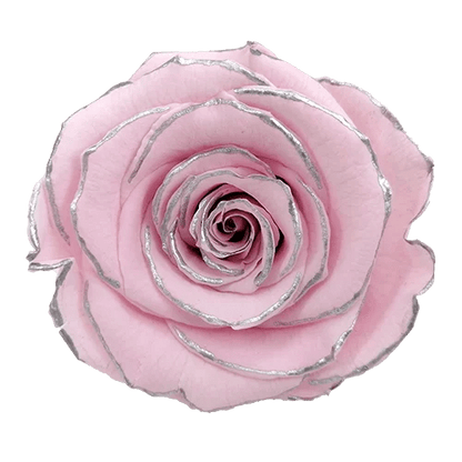 BELLA Preserved Roses Zebra - Pack 4 - BMade