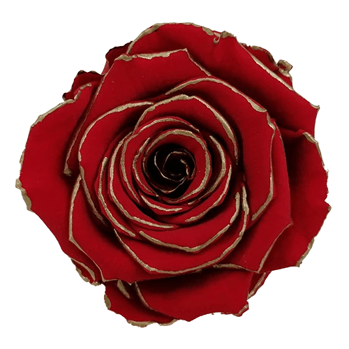 Rosas preservadas LL+ Cebra - Paquete de 6