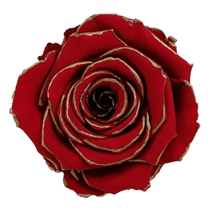 BELLA Preserved Roses Zebra - Pack 4 - BMade