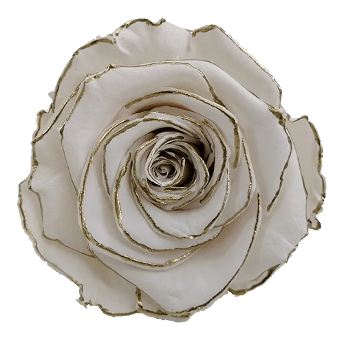 XL Preserved Roses Zebra - Pack of 6