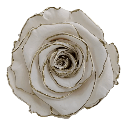 XL Preserved Roses Zebra - Pack of 6 - BMade