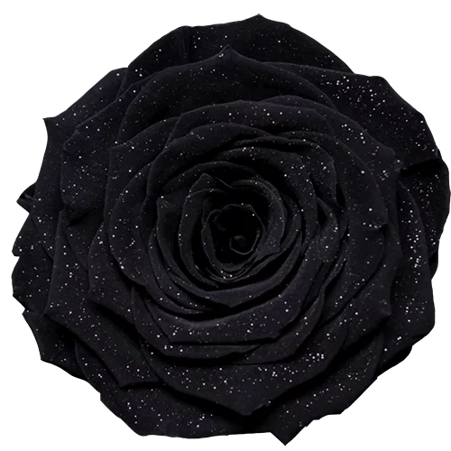 BELLA Preserved Roses Diamond - Pack 4