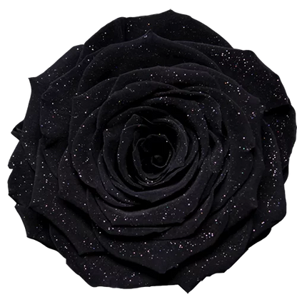 LL+ Preserved Roses Diamond - Pack of 6 - BMade