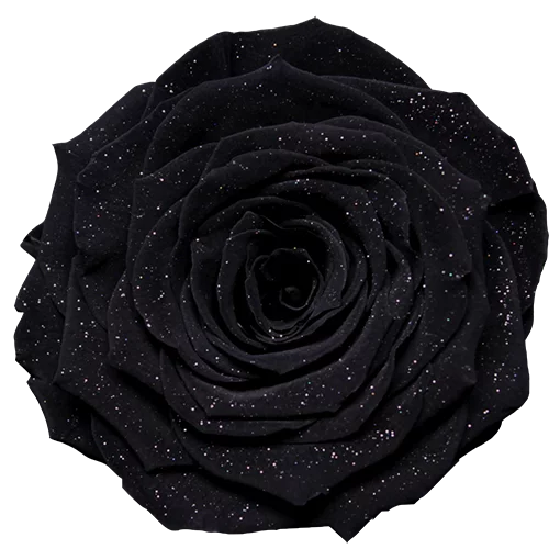 XL Preserved Roses Diamond - Pack of 6