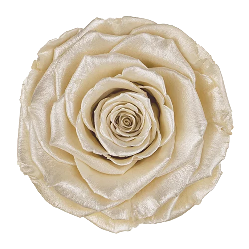 LL+ Preserved Roses Satin - Pack of 6