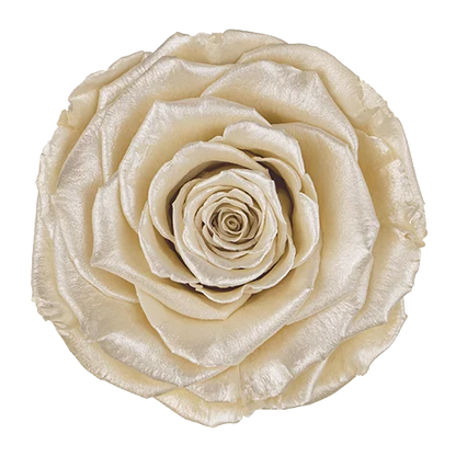 LL+ Preserved Roses Satin - Pack of 6 - BMade