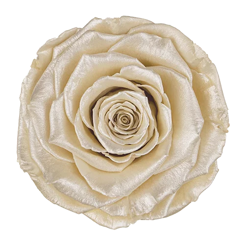 XL Preserved Roses Satin - Pack of 6