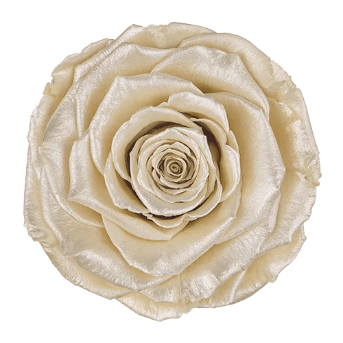 Rosas preservadas BELLA en satén - Paquete de 4