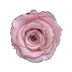 Rosas preservadas LL+ Cebra - Paquete de 6