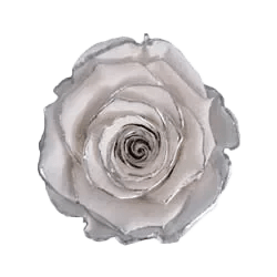 BONITA Preserved Roses Zebra - Pack 1