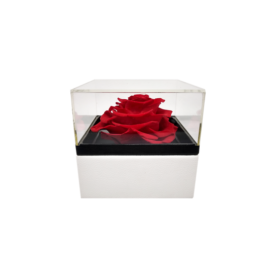 Luxury 1 Preserved Rose Arrangement - Square Acrylic And Pu Box - Stock